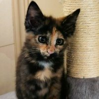 Nora