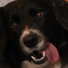 Pepper