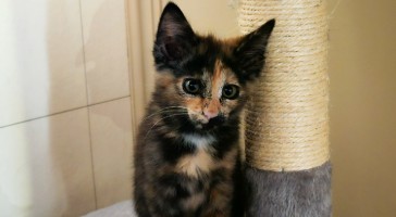 Nora